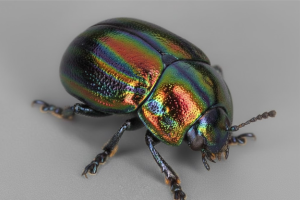 rainbow coloured Snowdon beetle