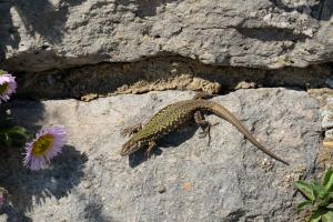  Common wall lizard 