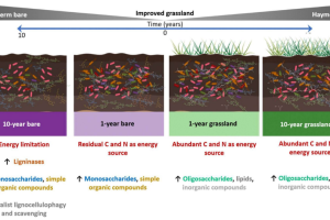 Soil microbial adaptation to carbon deprivation: shifts in lignocellulolytic gene profiles following long-term plant exclusion - Graphical abstract