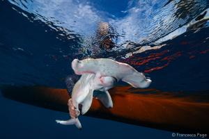 A shark in the ocean