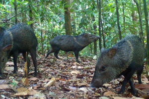 Collard peccary
