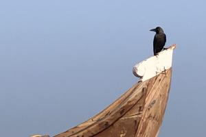 Crow on boat