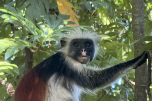 Zanzibar Red Colobus