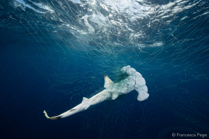 Hammerhead shark swimming underwater