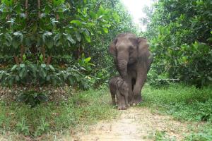 Elephant with elephant baby in the forest