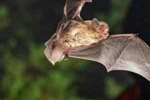 A bat flying through the air 