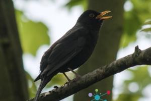 An image of a blackbird on a branch with the CAINC logo