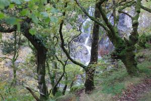 Coed Dolgarrog forest 