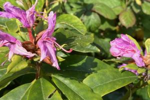 Rhododendron ponticum 