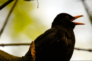 Photo of a Blackbird singing