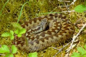 Adder_female_MEEB
