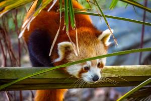 Red panda in the middle of green branches