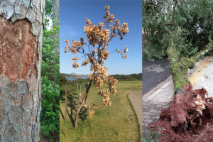 Three images of trees in urban environments 