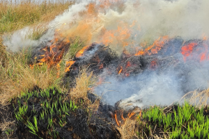 Grass fire across peatland in the Bannau Brycheiniog National Park.