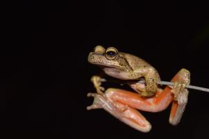 Tree frog in the night