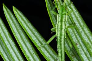 Green stick insect on plant 