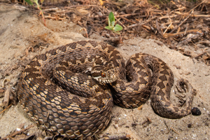 Vipera ursinii moldavica Moldavian meadow viper