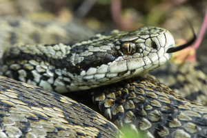Vipera ursinii moldavica Moldavian meadow viper