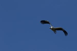 stork