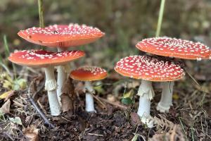 Fly Agaric Treborth