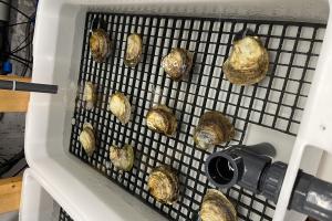 Lab grown oysters 
