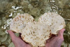 Two hands holding three oysters 
