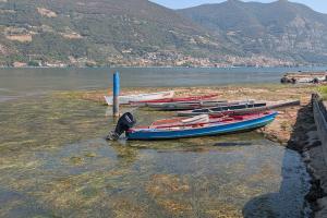 An image of Lake Iseo (boats obstructed by macrophytes)
