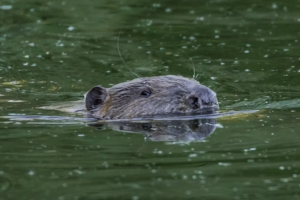 A beaver swimming with its head above the water