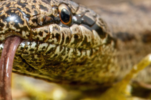  The smooth snake…just as harmless as it’s always been.