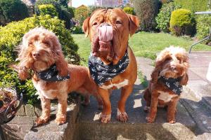 Buster, Bailey &Stella dogs/ ci