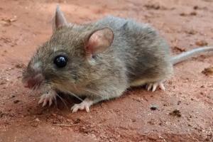 A mouse 