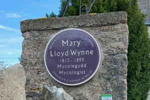 Plac porffor wedi'i osod ar biler cerrig.