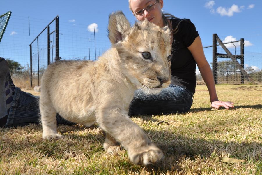 Conservation work in africa with a tiger cub
