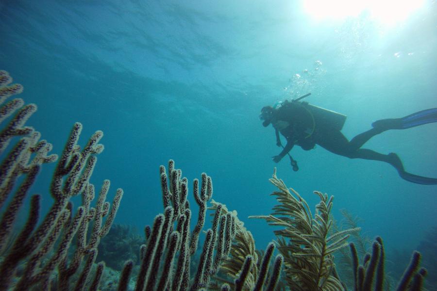 Underwater image looking up from between the seaweed at a diver