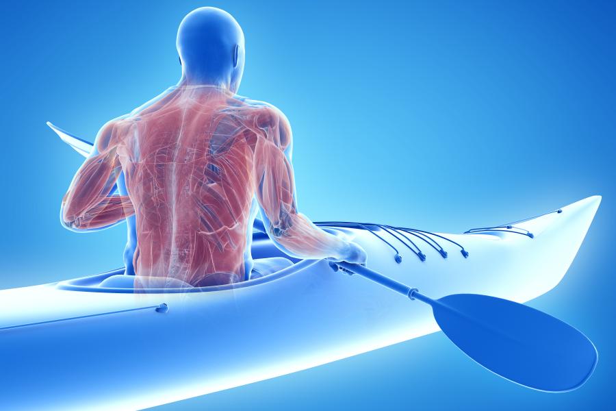 3d illustration of the muscle system of a canoeist