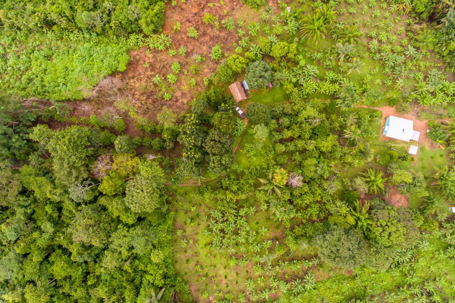 Aerial view of land with a variety of tropical crops