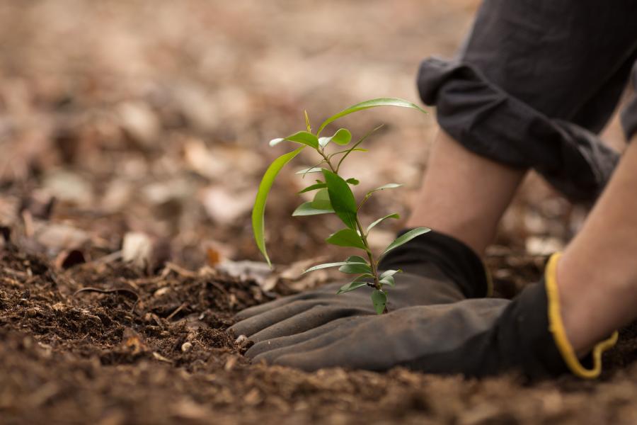 Person planting a sapling tree.