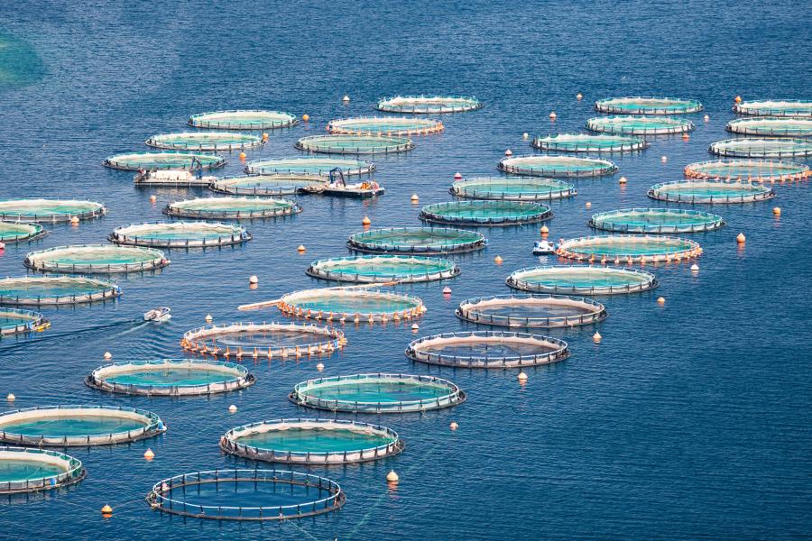 Fish farm in the sea