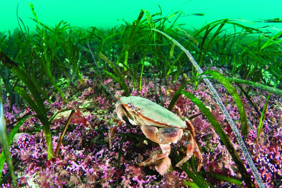 Crab in the sea bed 