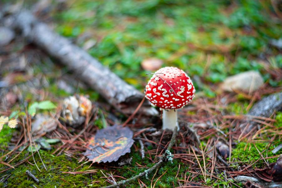Wild mushroom growing in a forest 