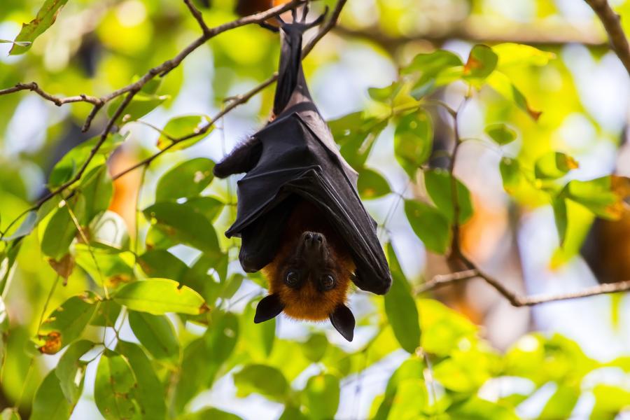 Fruit bat in hanging from a tree