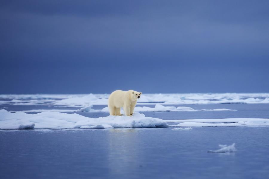 Polar bear standing on melting ice caps