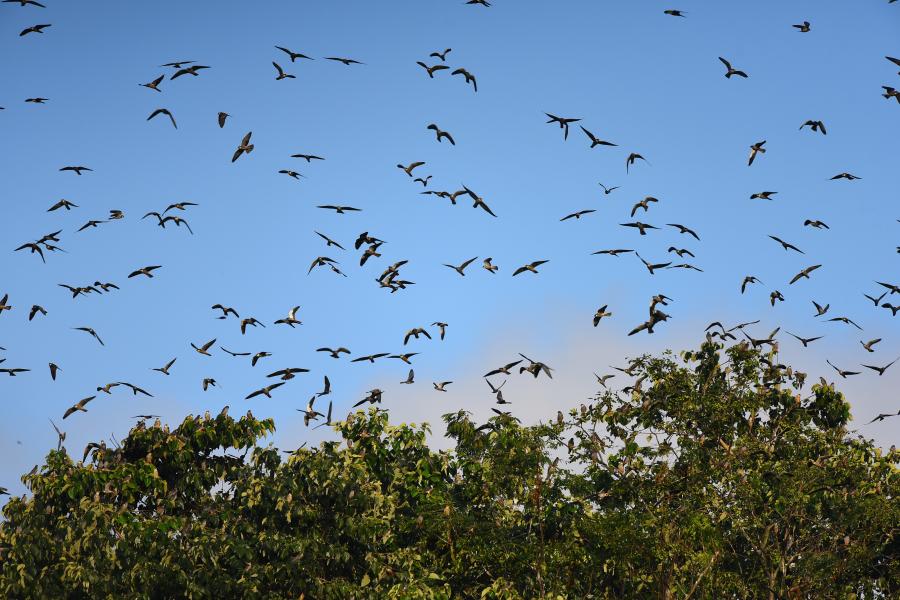 Flock of birds above some trees
