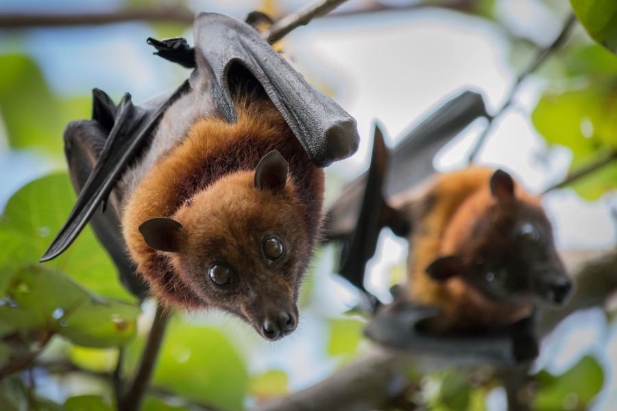 A couple of fruit bats hanging from a tree