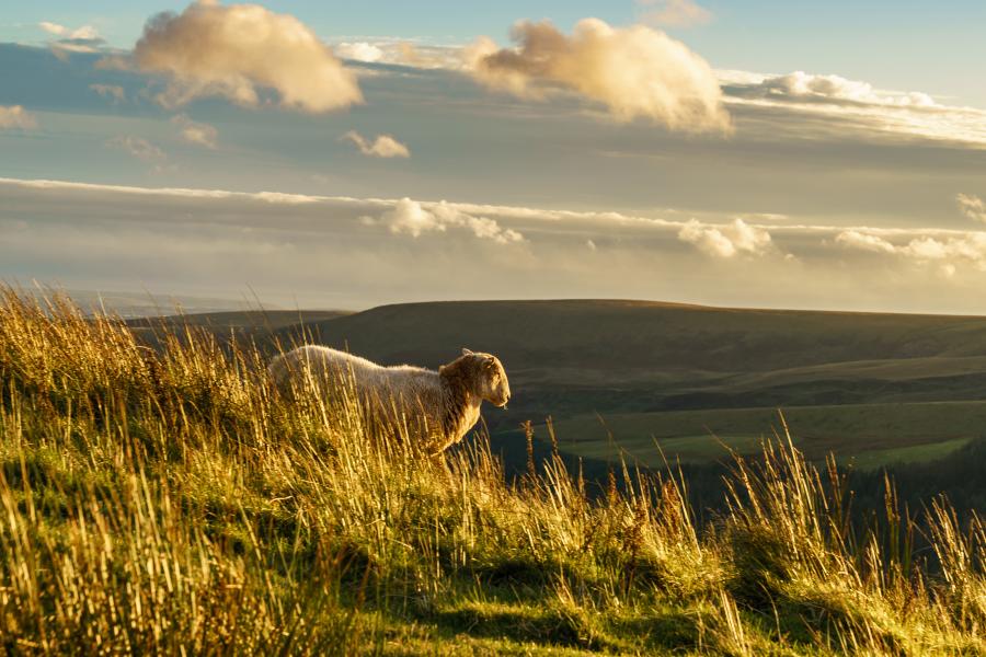 Sheep roaming the Snowdonia National Park