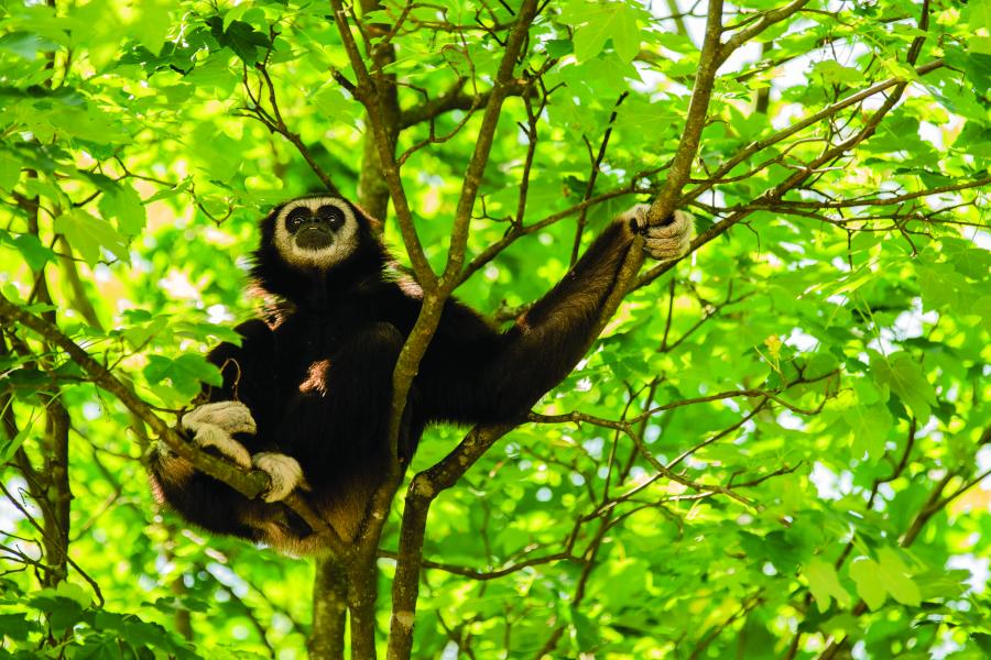 Gibbon sitting in a tree