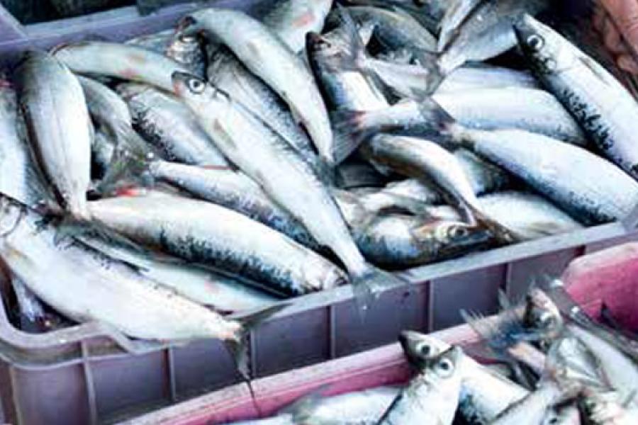 Fisherman holding a tray of fresh fish