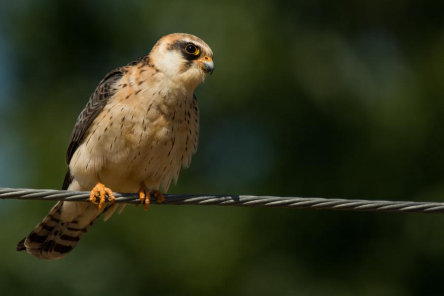 Red footed falcon resting on a fence 