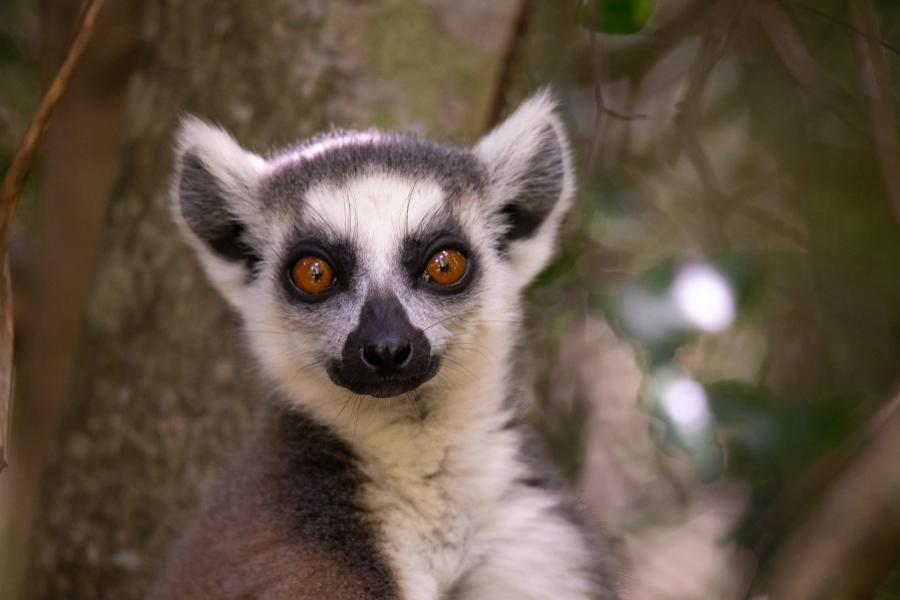 Lemur in the wild