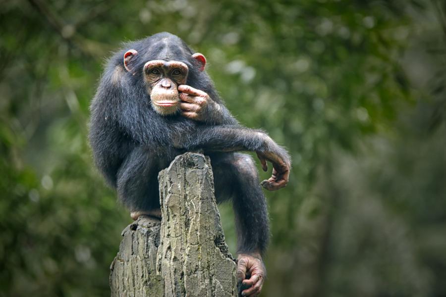 Chimpanzee yn eistedd ar ben coeden